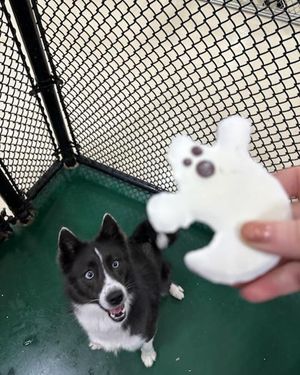 Image post by @tux_the_blue_pomsky on Instagram