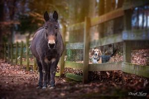 Image post by @dinahmariephotography on Instagram
