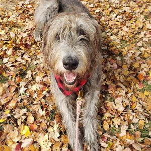 Image post by @thesavannahwolfhound on Instagram