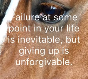 Image post by @snaffle_it on Instagram