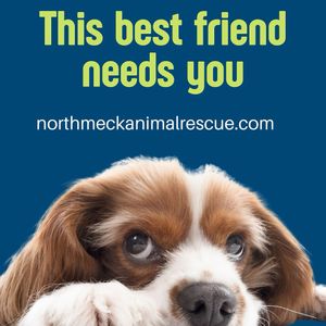 Image post by @northmeckanimalrescue on Instagram