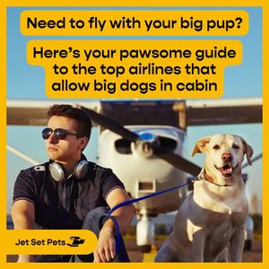 Image post by @jetsetpets on Instagram