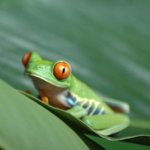 Image post by @animalplanet on Instagram