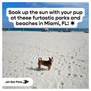Image post by @jetsetpets on Instagram