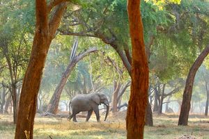 Image post by @chiawasafaris on Instagram