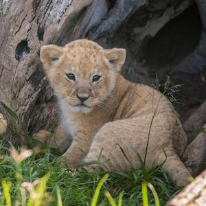 Image post by @animalplanet on Instagram