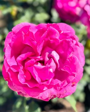 Image post by @rogersgardens on Instagram