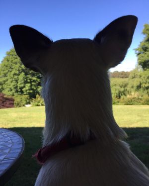 Image post by @snaffle_it on Instagram