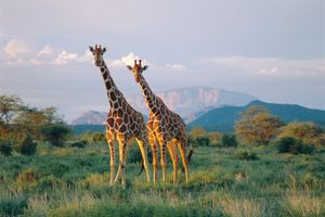 Image post by @AnimalPlanet on Twitter/X