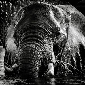 Image post by @chiawasafaris on Instagram