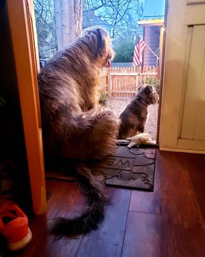 Image post by @thesavannahwolfhound on Instagram