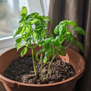 Image post by @bonnieplants on Instagram