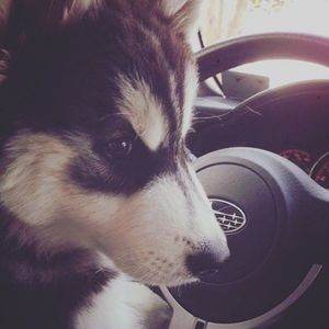 Image post by @schompsubaru on Instagram