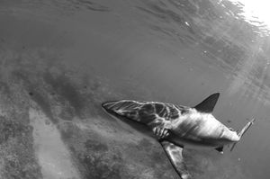 Image post by @discovery on Instagram