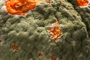 Image post by @ScienceChannel on Twitter/X