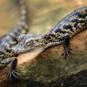 Image post by @animalplanet on Instagram