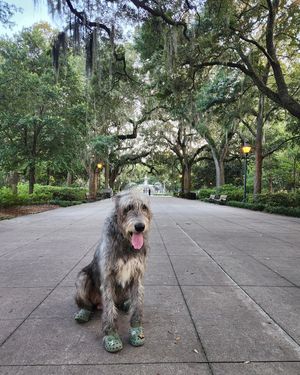 Image post by @thesavannahwolfhound on Instagram