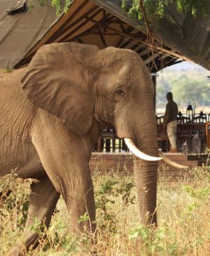Image post by @chiawasafaris on Instagram