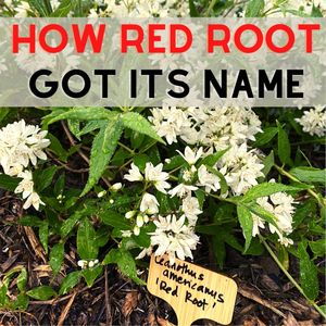 Image post by @redrootmarketing on Instagram