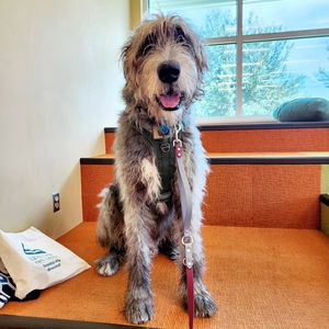 Image post by @thesavannahwolfhound on Instagram
