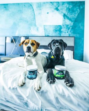 Image post by @tstarchdog on Instagram