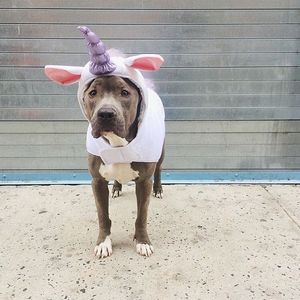 Image post by @animalplanet on Instagram