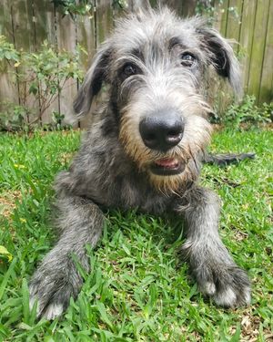Image post by @thesavannahwolfhound on Instagram