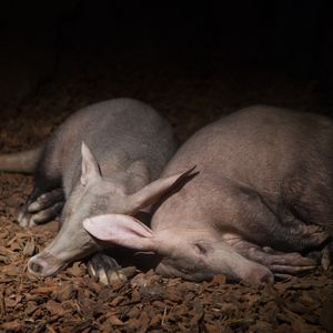 Image post by @animalplanet on Instagram
