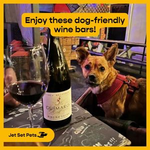 Image post by @jetsetpets on Instagram