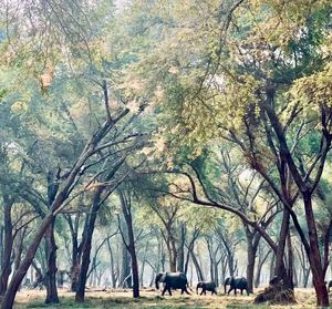 Image post by @chiawasafaris on Instagram