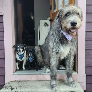 Image post by @thesavannahwolfhound on Instagram