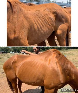 Image post by @equine_passion_online on Instagram