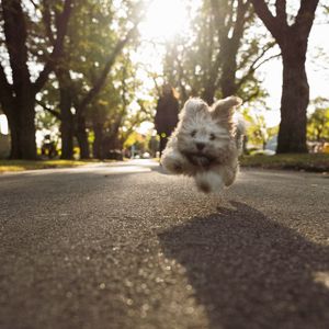 Image post by @nulopetfood on Instagram