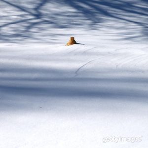 Image post by @gettyimages on Instagram