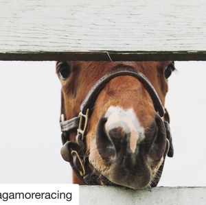 Image post by @thebloodhorse on Instagram
