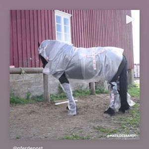 Image post by @equineidsolutions on Instagram