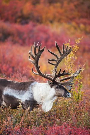 Image post by @AnimalPlanet on Twitter/X