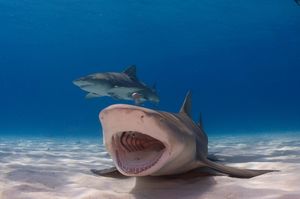 Image post by @discovery on Instagram