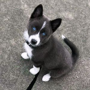 Image post by @tux_the_blue_pomsky on Instagram