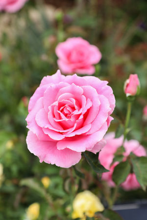 Image post by @rogersgardens on Instagram