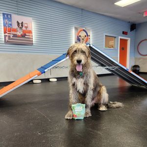 Image post by @thesavannahwolfhound on Instagram