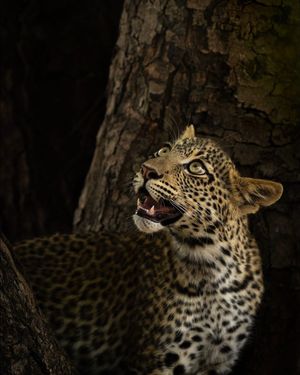 Image post by @chiawasafaris on Instagram
