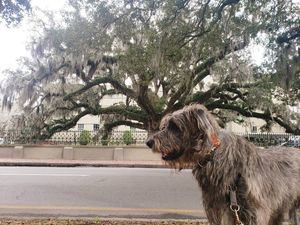 Image post by @thesavannahwolfhound on Instagram