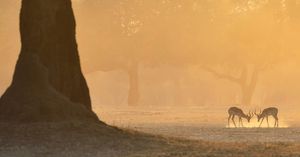 Image post by @chiawasafaris on Instagram