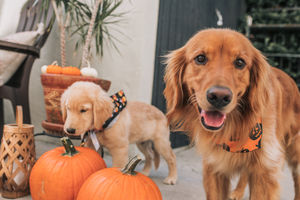 Image post by @nulopetfood on Instagram