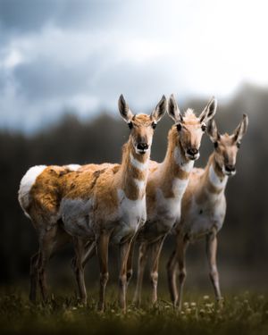 Image post by @discovery on Instagram
