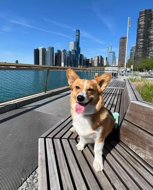 Image post by @ziggy_thecorg on Instagram