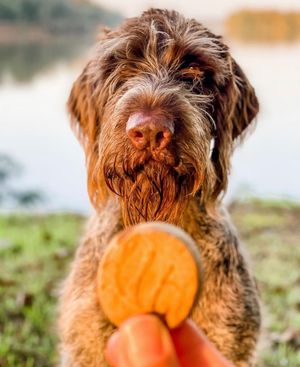 Image post by @triumphpetfood on Instagram