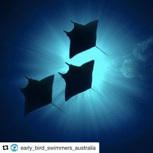 Image post by @arenausa on Instagram