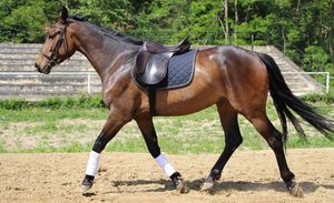Image post by @performancesaddlefitssthsydney on Instagram
